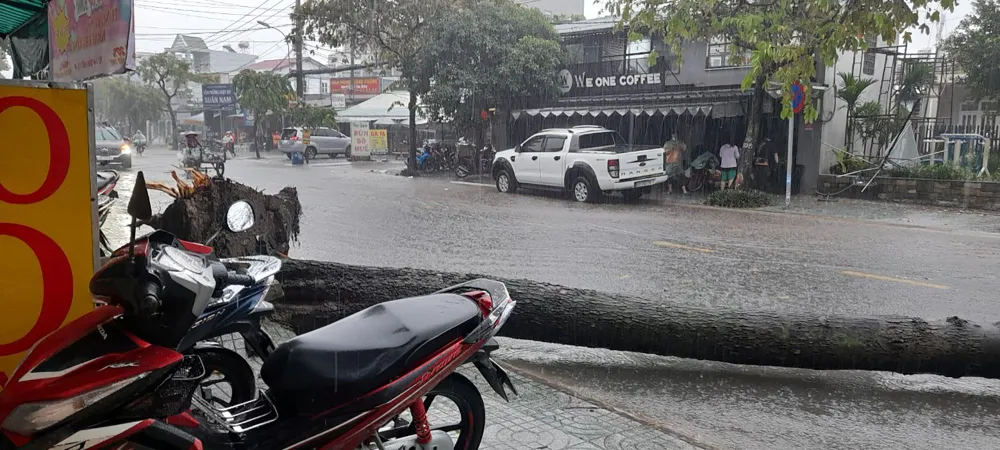 Cây dầu cao chắn hết toàn bộ đường Nguyễn Ảnh Thủ khiến xe cộ phải quay đầu, chọn lộ trình khác. Ảnh: