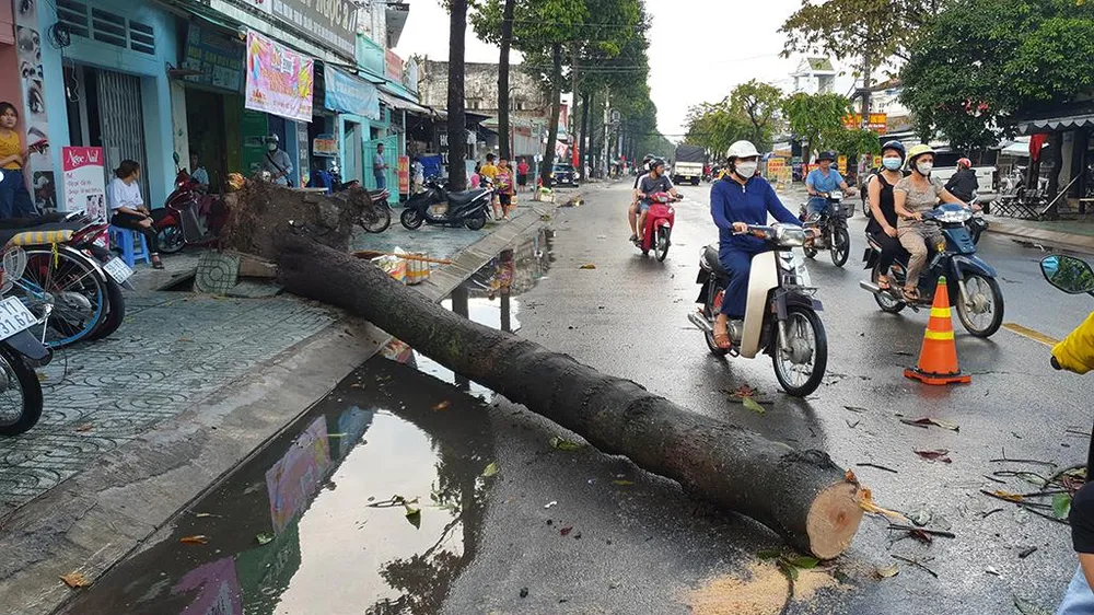 Trong lúc đó, một số cây dầu ngã trực tiếp ra đường khiến giao thông qua khu vực gặp khó khăn. Ảnh: NT