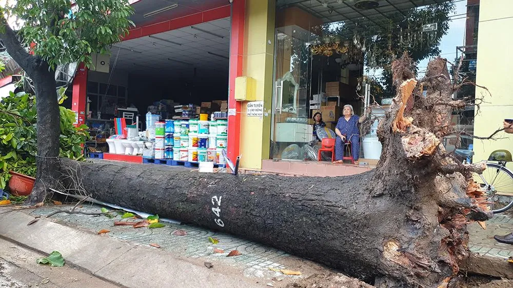 Cây dầu có đường kính gốc hai người ôm, đổ sập xuống, may mắn không có ai bị thương. Ảnh: NT