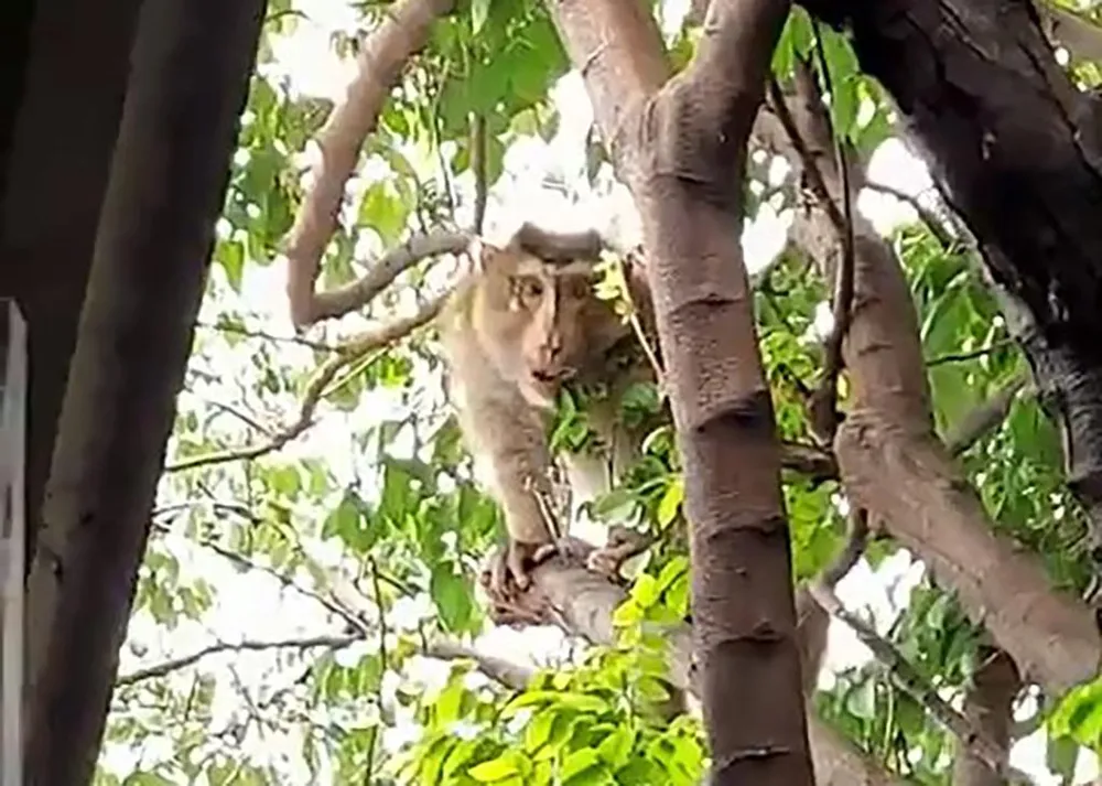 Người dân sau đó đã thông báo cho Chi Cục Kiểm lâm TP.HCM để có biện pháp xử lý. Ảnh: TT