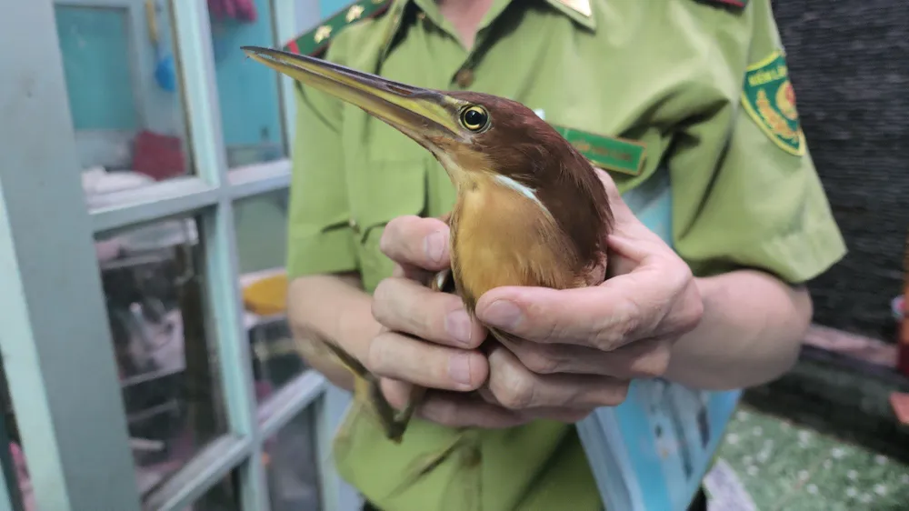 Lần đầu thấy con chim lạ, người dân gọi báo kiểm lâm phat-hien-chim-la-go-vap-goi-bao-kiem-lam