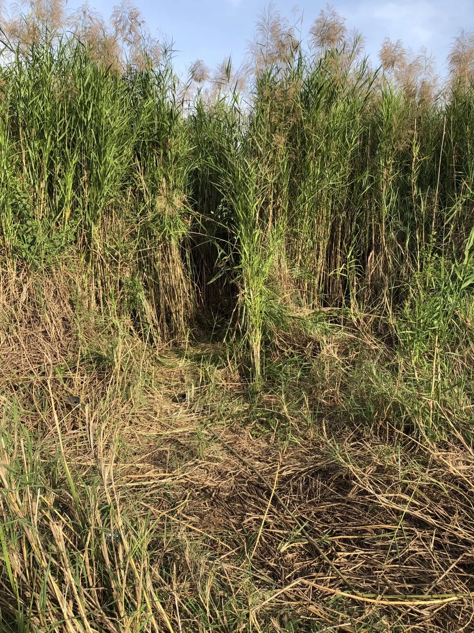 Chủ sới bạc phát dọn lau sậy, tổ chức đá gà ở Bình Chánh ảnh 2 Chủ sới bạc phát dọn lau sậy, tổ chức đá gà ở Bình Chánh ảnh 2