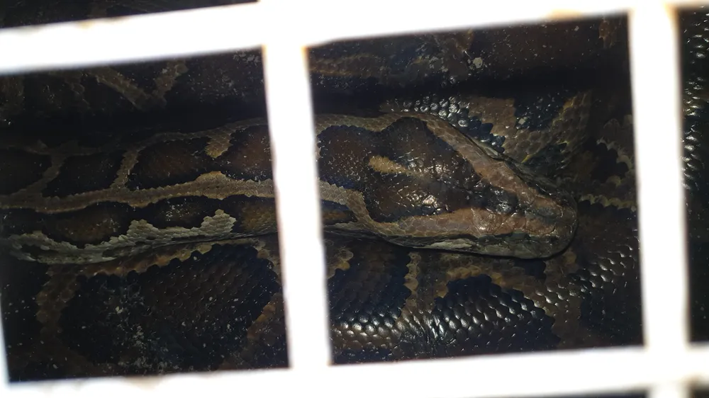 ban-giao-tran-khung-hon-5-met-nang-hon-nua-ta