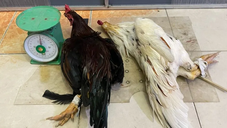 cong-an-bat-soi-ga-quyen-em-binh-tan