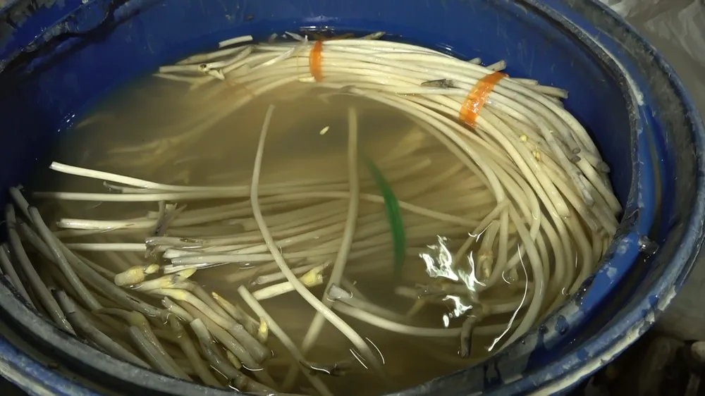 Ngó sen cũng được ngâm hóa chất ở chợ đầu mối Bình Điền. Ảnh: CA Ngó sen cũng được ngâm hóa chất ở chợ đầu mối Bình Điền. Ảnh: CA