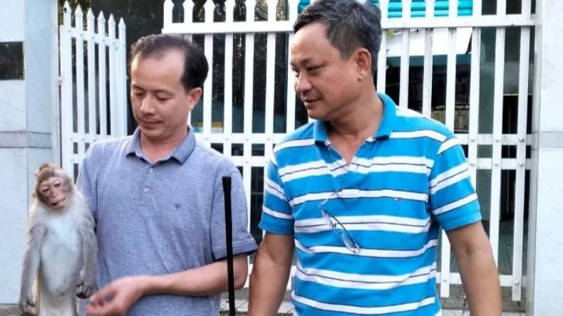 Hiện kiểm lâm đang tiếp tục rà soát bắt con khỉ còn lại. Ảnh: HT