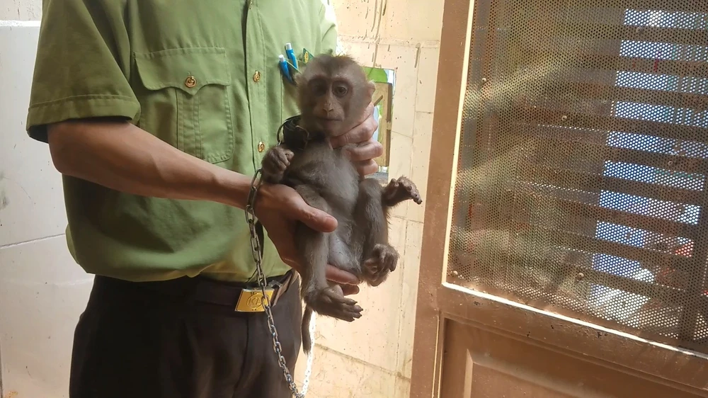 Con khỉ được phát hiện là khỉ đuôi lợn. Ảnh: HT
