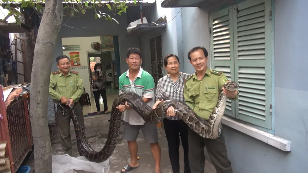 Ông Quốc cho biết, con trăn đã được gia đình nuôi 23 năm nay. Ảnh: NT