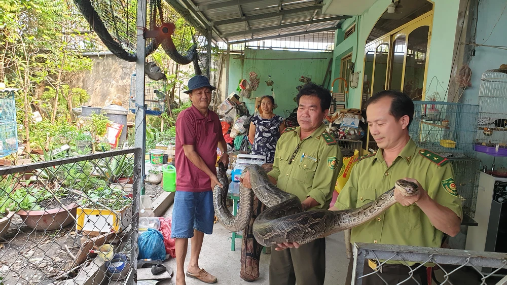 Con trăn sau đó được đưa về Trung tâm cứu hộ động vật hoang dã ở Củ Chi chăm sóc. Ảnh: NT