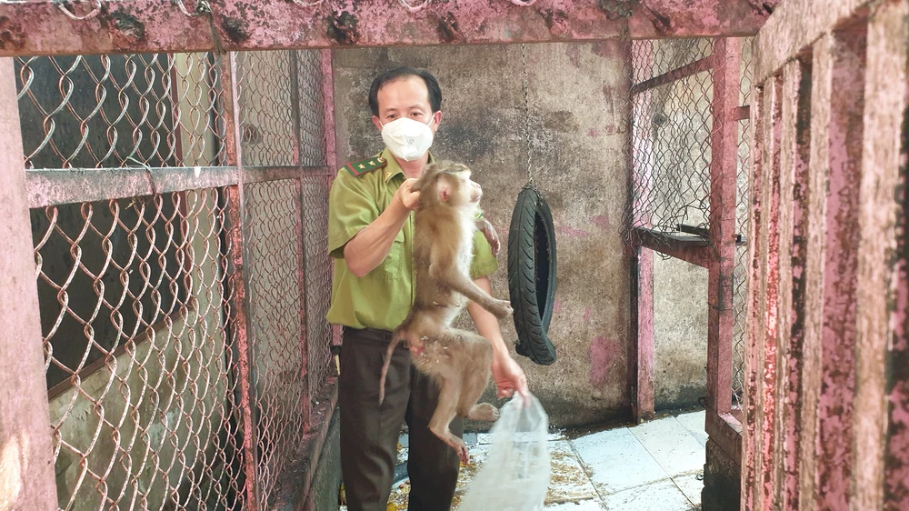 Các con khỉ này sẽ được đưa về Trạm cứu hộ động vật hoang dã Củ Chi chăm sóc trước khi thả về tự nhiên. Ảnh: NT