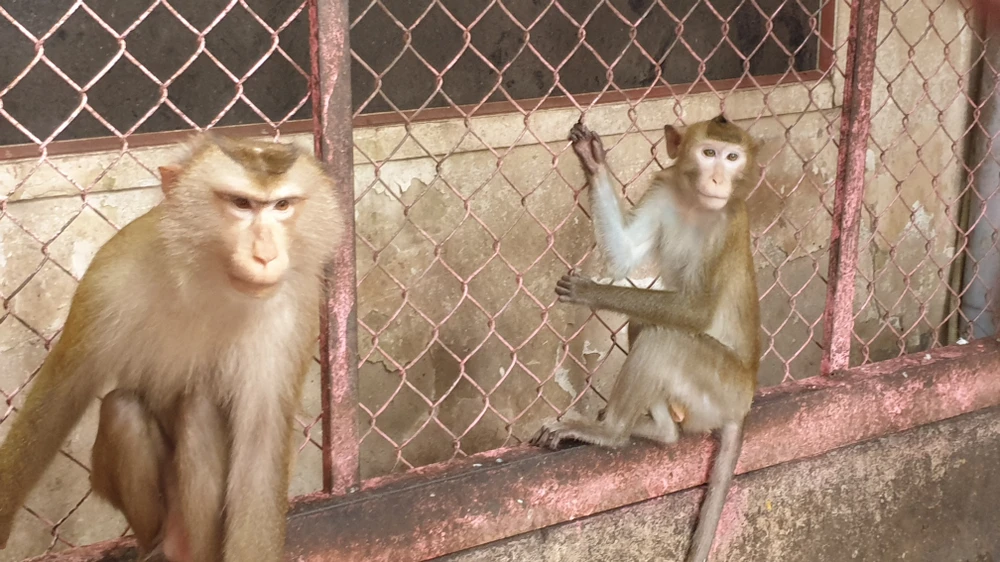 Trong số này có 3 con khỉ đuôi lợn, 1 con khỉ đuôi dài và 1 con khỉ vàng. Ảnh: NT