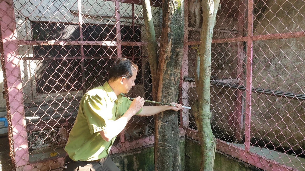 Kiểm lâm đã đến tận nhà ông Quang để tiếp nhận 5 con khỉ. Ảnh: NT