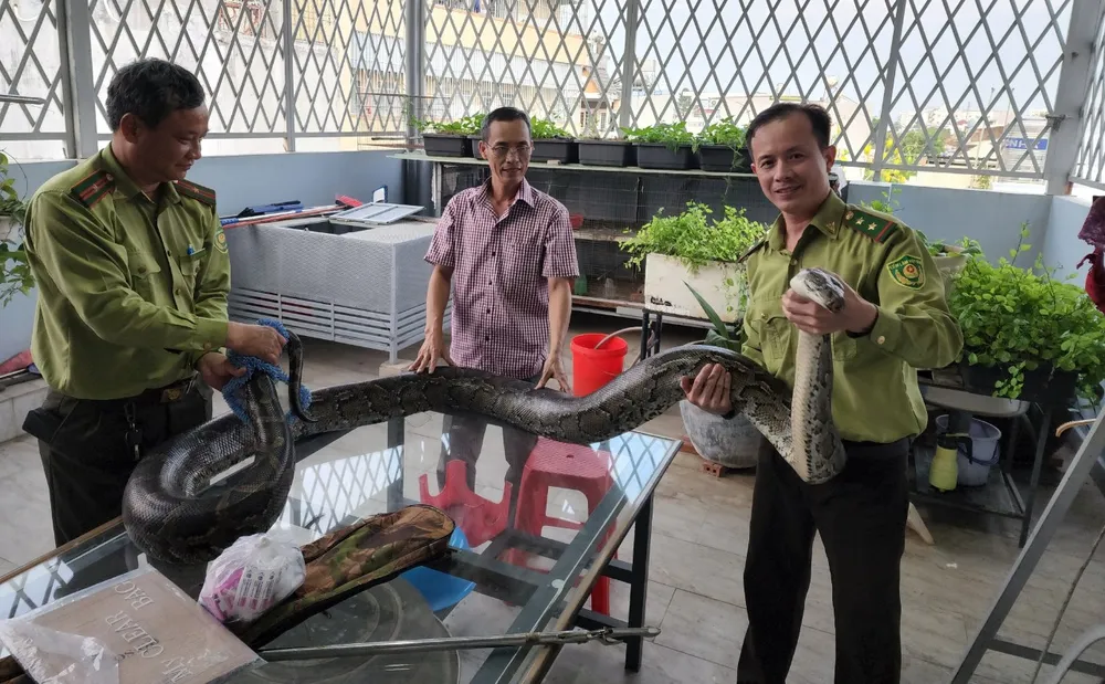 Con trăn đất cái có trọng lượng khoảng 42kg được người dân ở TP Thủ Đức bàn giao cho kiểm lâm. Ảnh: HT