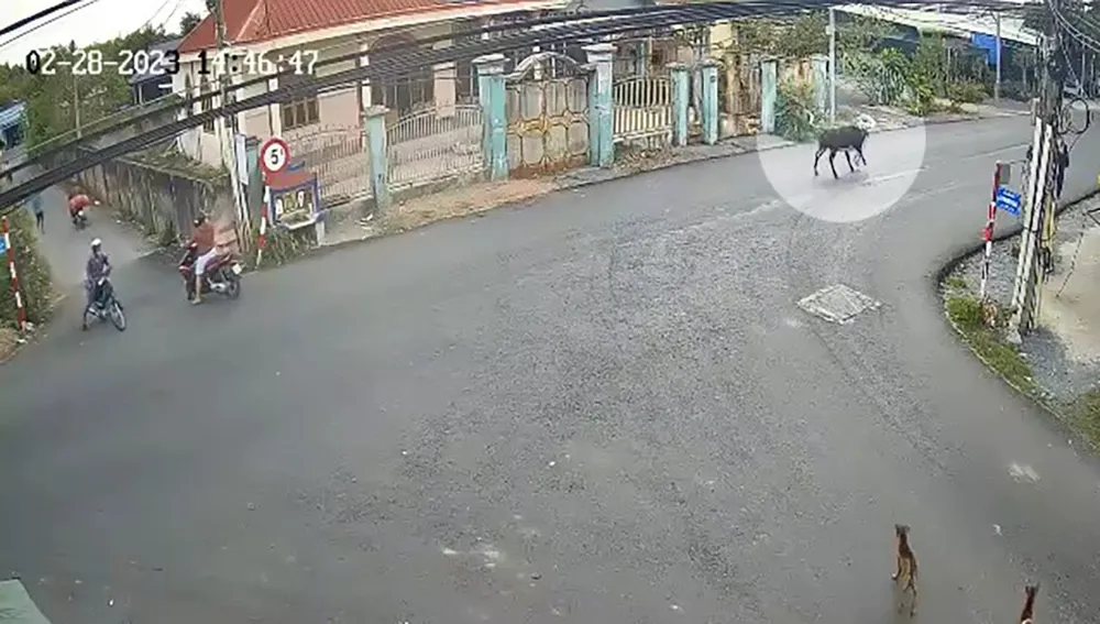 Con bò húc trúng cụ bà đang băng qua đường. Ảnh chụp từ clip