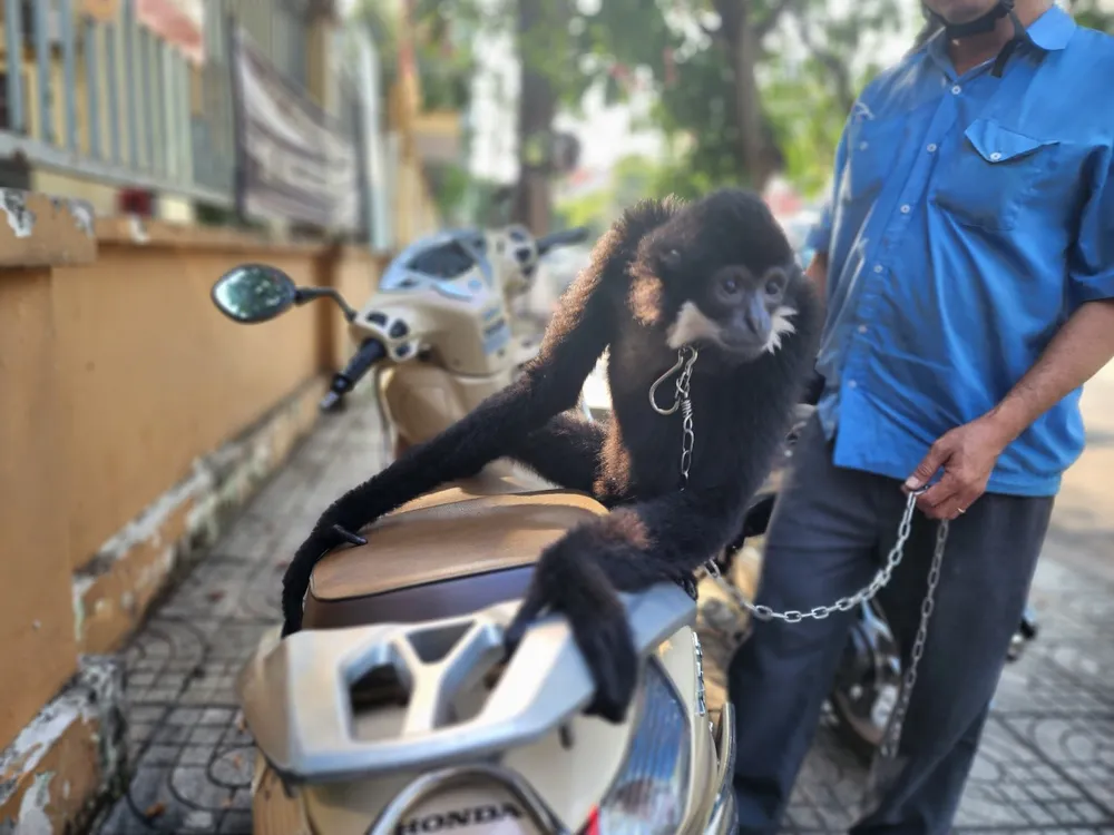 Con vượn đen má trắng có giới tính đực, nặng chừng 4,6kg. Ảnh: HT Con vượn đen má trắng có giới tính đực, nặng chừng 4,6kg. Ảnh: HT