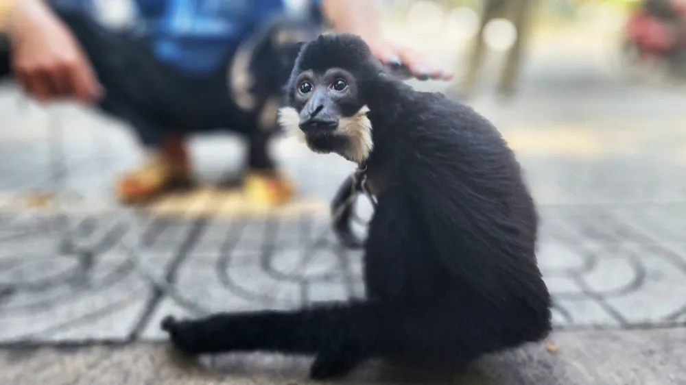 Con vượn đen má trắng đực, được người dân ở quận Bình Tân, TP.HCM bàn giao cho kiểm lâm. Ảnh: HT Con vượn đen má trắng đực, được người dân ở quận Bình Tân, TP.HCM bàn giao cho kiểm lâm. Ảnh: HT