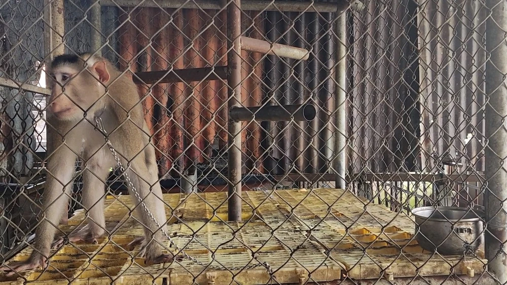 Con khỉ đuôi lợn được ông Thinh nuôi dưỡng trong bốn năm nay. Ảnh: HT