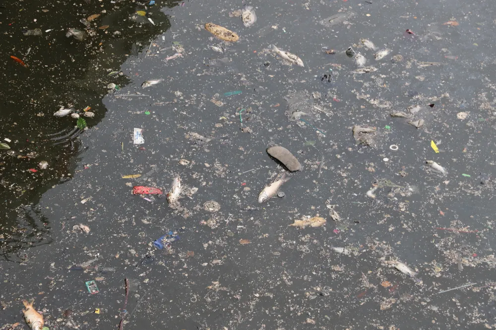 Cơ quan chức năng sau đó dọn xác cá chết và xử lý môi trường nước, tránh ô nhiễm. Ảnh: HT