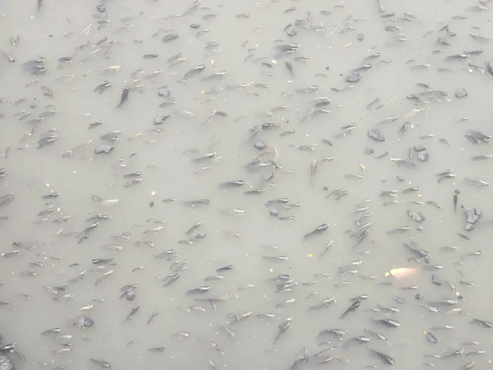 Việc cá chết thường xuất hiện sau những cơn mưa lớn đầu mùa đổ xuống địa bàn TP.HCM. Ảnh: HT