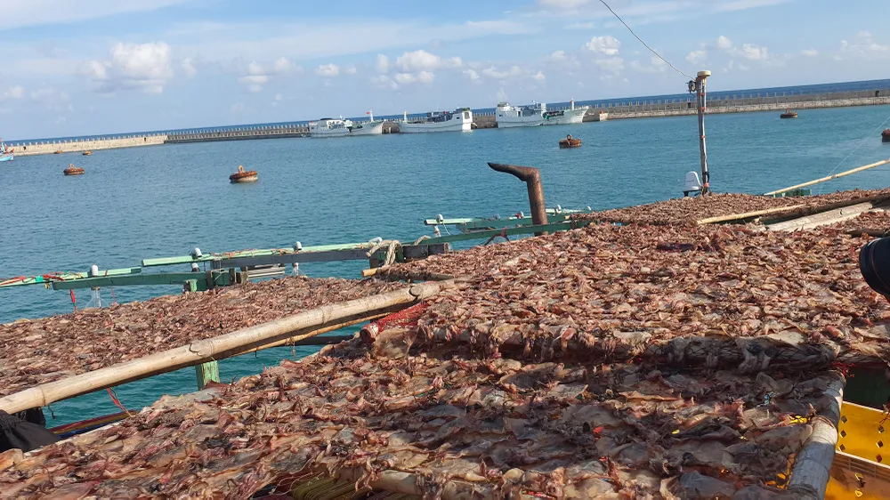 Ngư trường Trường Sa là ngư trường mà ngư dân Việt Nam đã nhiều đời bám biển, đánh bắt hải sản. Nơi đây cũng tập trung nhiều loại hải sản có giá trị kinh tế rất cao. Ảnh: NT