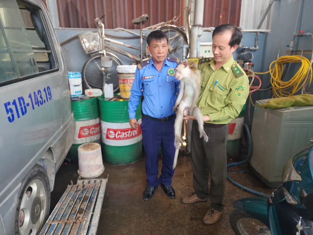 Tổng cộng người dân bàn giao cho Kiểm lâm TP.HCM 3 con khỉ. Ảnh:HT