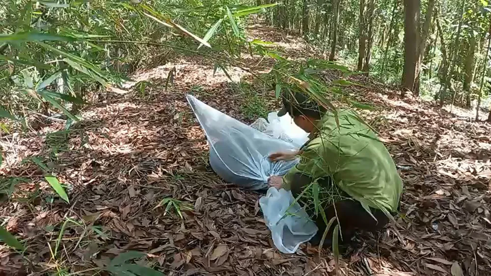 Kiểm lâm TP.HCM đã phối hợp với Khu bảo tồn đất ngập nước Láng Sen, tỉnh Long An thả các động vật hoang dã về tự nhiên. Ảnh: KL