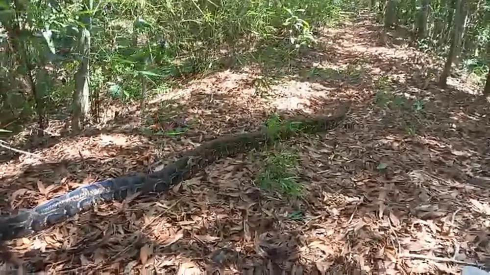 Trong số này có con trăn lớn nhất trong vòng hơn 10 năm mà Kiểm lâm TP.HCM từng tiếp nhận. Ảnh: KL