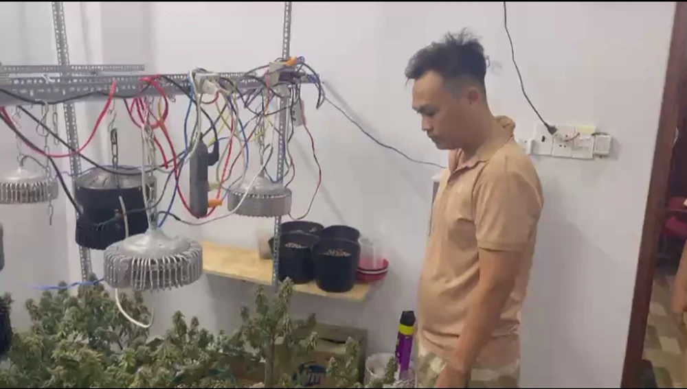 Năng được xác định trồng 30 cây cần sa trong căn nhà ở quận Bình Tân. Ảnh: CA