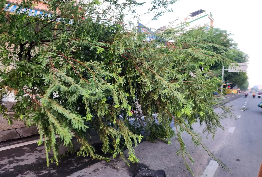 Trên đường Lê Trọng Tấn một cây xanh ngã đổ ra đường. Giông lốc cũng khiến một số nhà bị tốc mái tôn trong đêm. Ảnh: HT