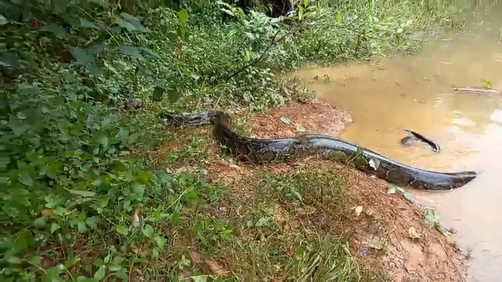 Trong số này có một cá thể trăn đất nặng 42kg. Ảnh: KL Trong số này có một cá thể trăn đất nặng 42kg. Ảnh: KL