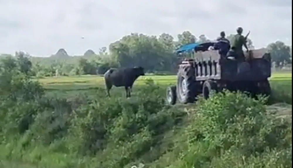 Lực lượng chức năng sau đó đã bắn hạ con vật để đảm bảo an toàn. Ảnh: HT Lực lượng chức năng sau đó đã bắn hạ con vật để đảm bảo an toàn. Ảnh: HT