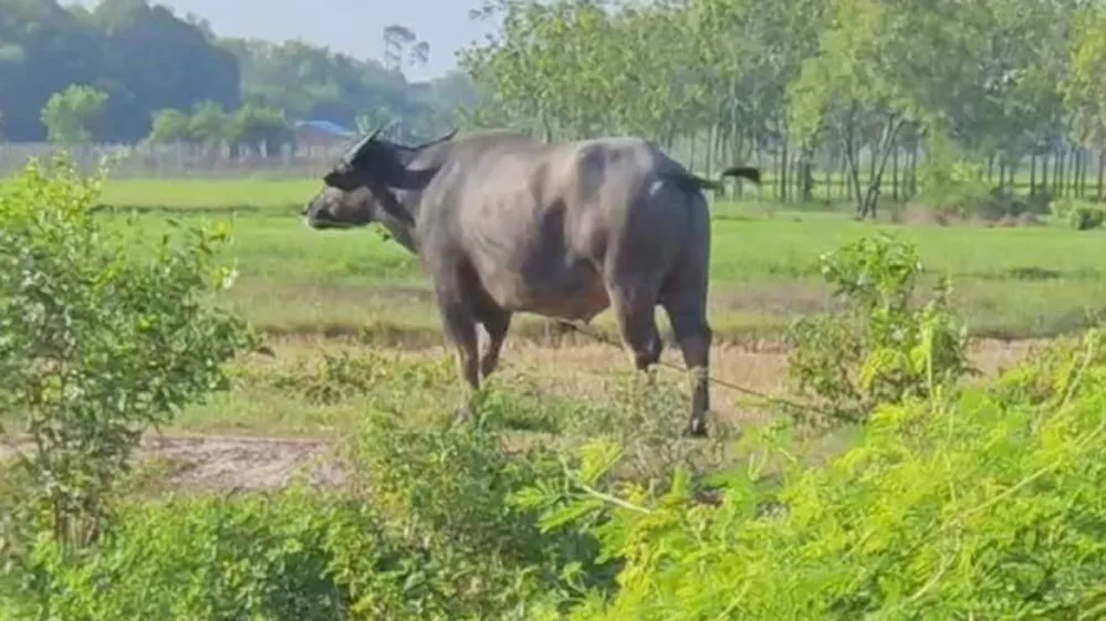 Con trâu húc chết người đàn ông trên địa bàn huyện Củ Chi vào ngày 12-8. Ảnh: HT Con trâu húc chết người đàn ông trên địa bàn huyện Củ Chi vào ngày 12-8. Ảnh: HT