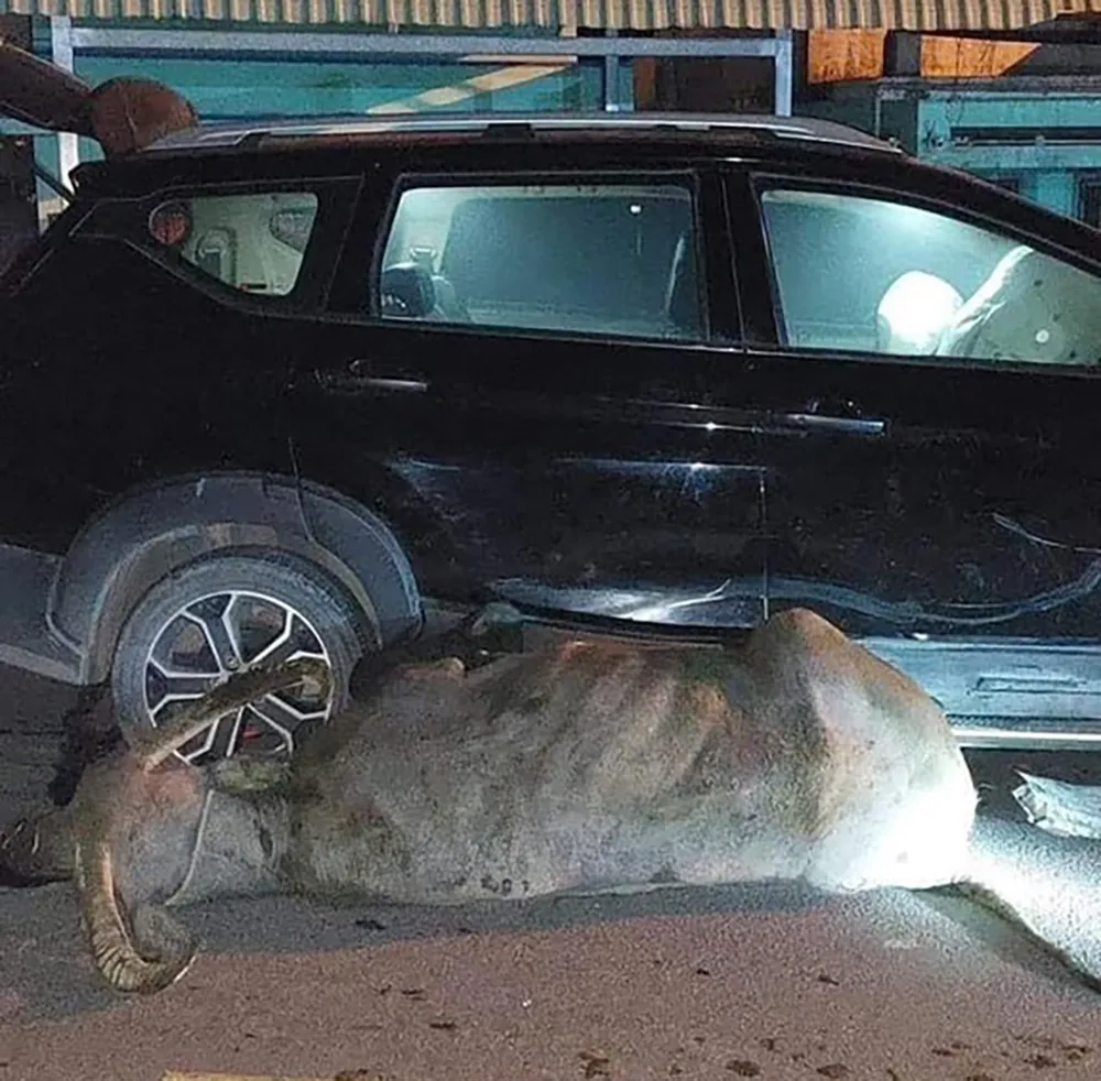 Hiện trường vụ va chạm khiến xe hư, trâu chết trên đường Bến Than, huyện Củ Chi. Ảnh: NDCC