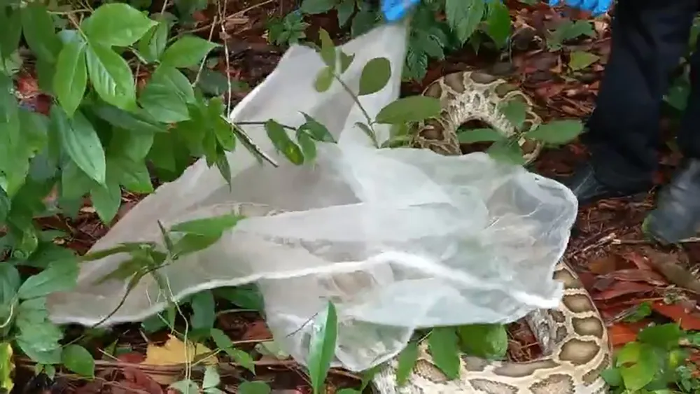 Trong số này có một con trăn đất nặng gần 10kg. Ảnh: KL