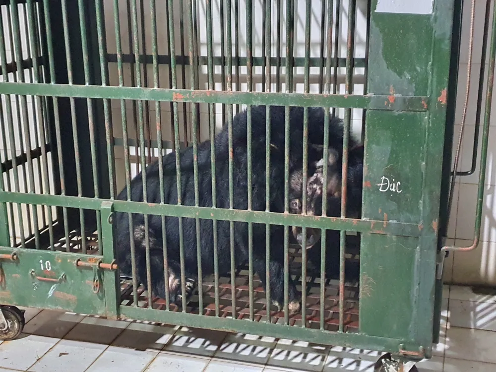Cá thể gấu ngựa bị cụt một tay, nặng 170kg được người dân ở TP Thủ Đức bàn giao cho cơ quan chức năng đưa về cứu hộ, bảo tồn. Ảnh: NT nguoi-dan-ban-giao-gau-ngua-cut-1-tay-nang-gan-2-ta-o-tp-thu-duc.jpg