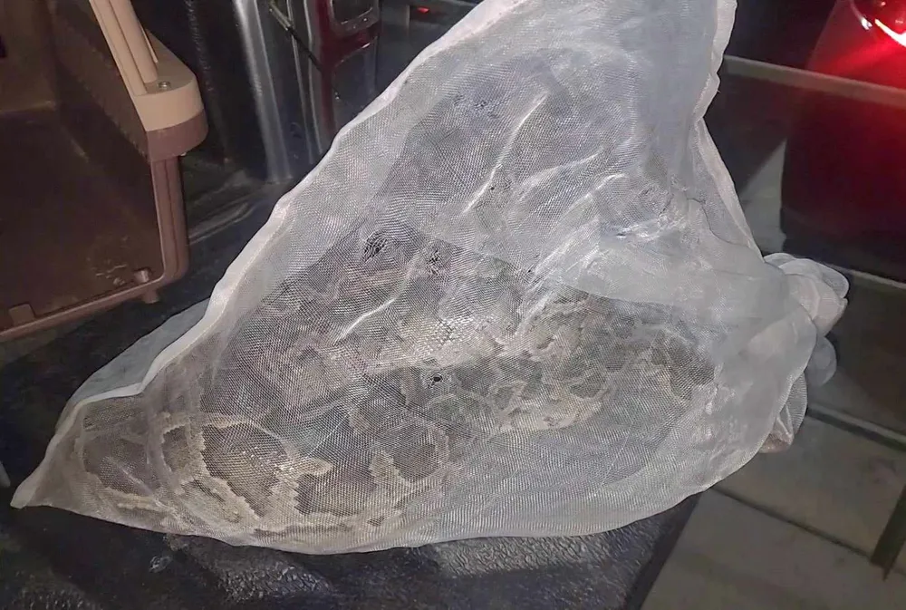 Trăn dài 1,7 mét bò vào bãi xe chung cư ở Bình Thạnh