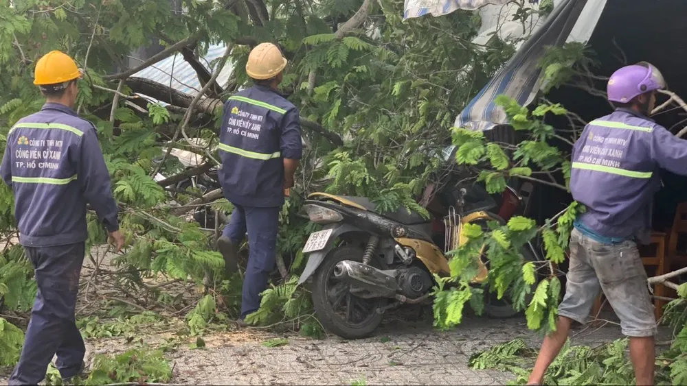 Cây bật gốc đè trúng nhiều xe máy trước quán cà phê ở Tân Phú