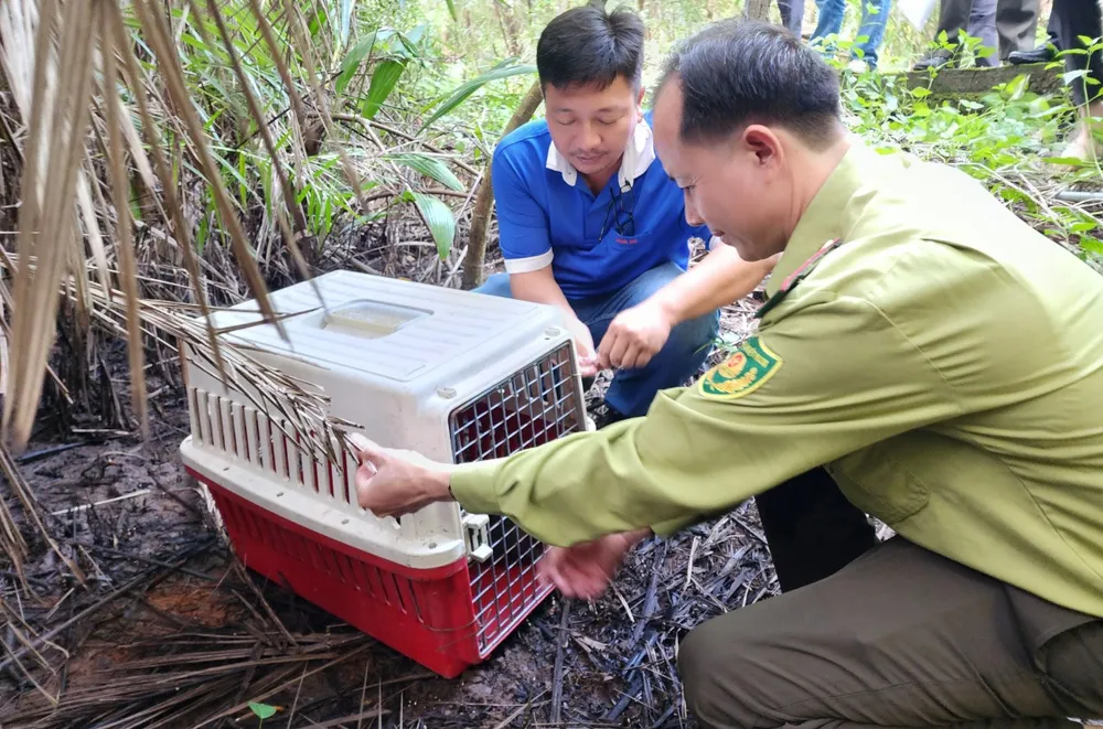 Rái cá vuốt bé là vật chứng trong vụ án hình sự được thả về Cần Giờ