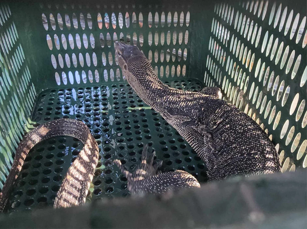 Dùng rổ bắt kỳ đà hoa quý hiếm ở kênh Tham Lương