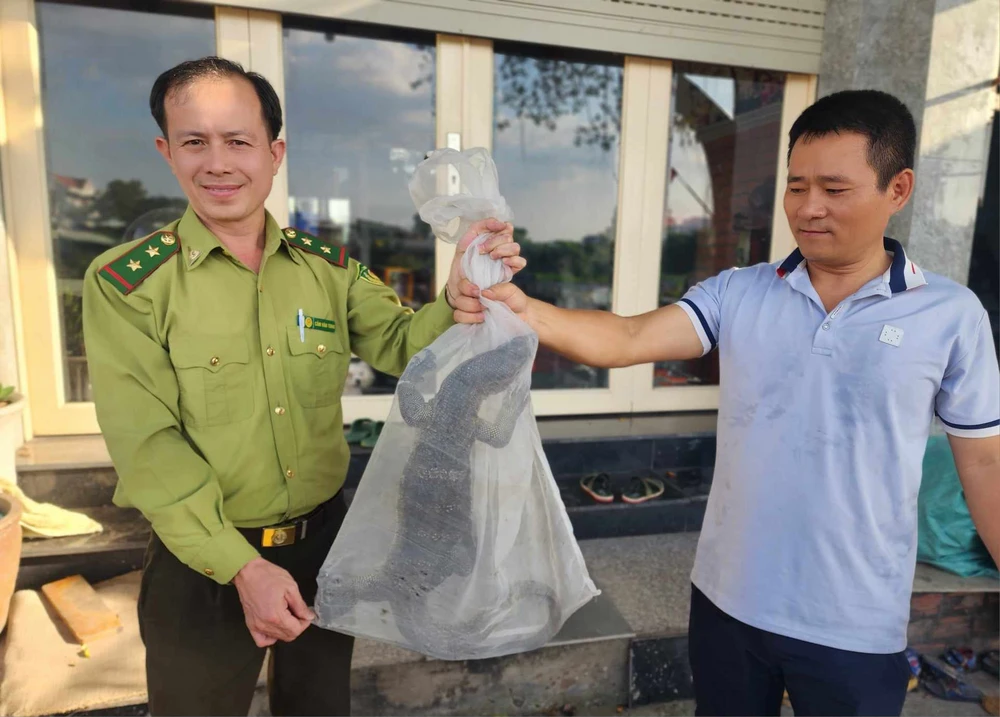 Dùng rổ bắt kỳ đà hoa quý hiếm ở kênh Tham Lương