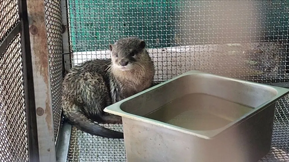 rái cá quý hiếm