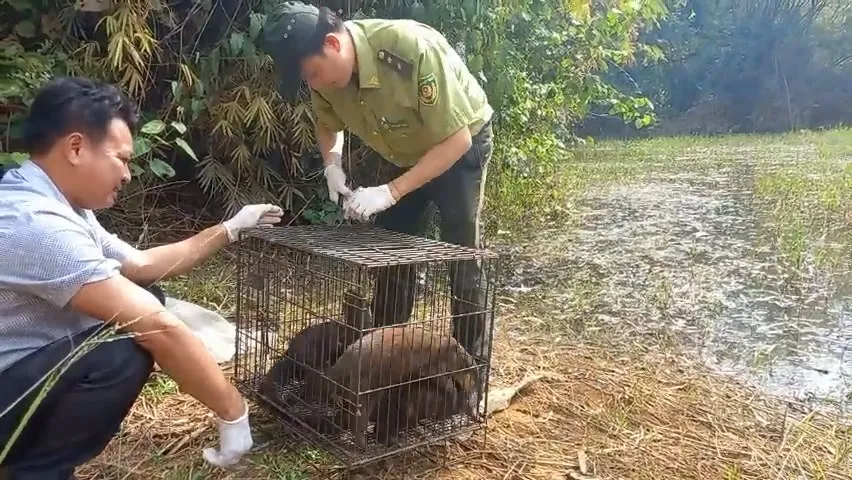 Con khỉ 'quậy' ở xã Vĩnh Lộc B cùng 40 động vật hoang dã dược thả về Đồng Nai