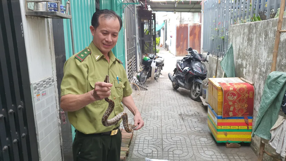 Trăn dài 60cm bò vào nằm cạnh người phụ nữ lúc rạng sáng ở quận 12