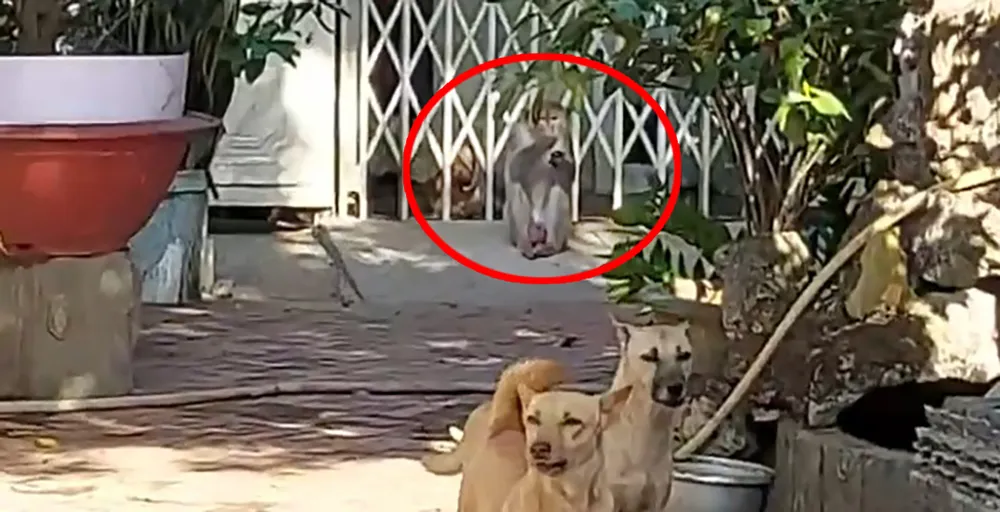 Khỉ quậy, cắn chết chó người dân ở Nhà Bè bị bắt