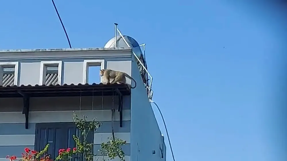 Khỉ quậy, cắn chết chó người dân ở Nhà Bè bị bắt