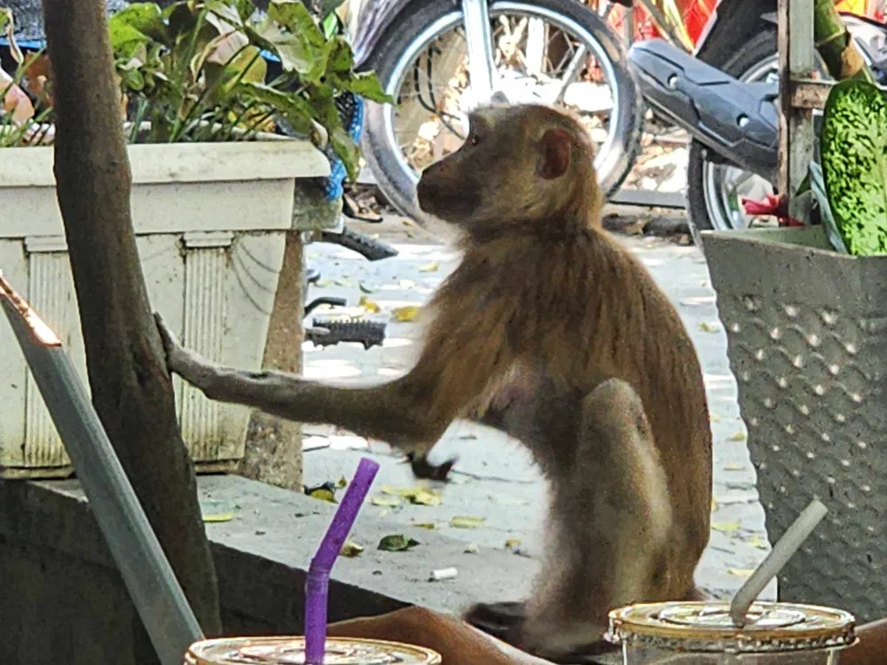 Khỉ đuôi lợn vào quán cà phê cắn nữ nhân viên bị thương ở quận 12