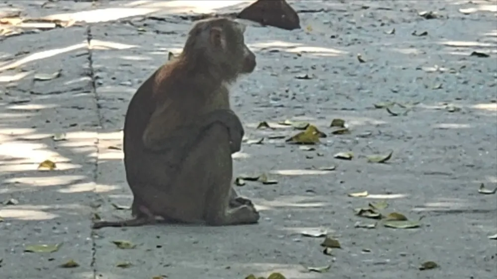 Khỉ đuôi lợn vào quán cà phê cắn nữ nhân viên bị thương ở quận 12