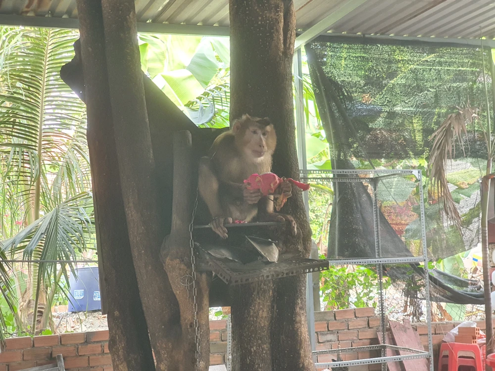 Trong ngày, kiểm lâm viên cũng tiếp nhận một con khỉ đực đuôi lợn do người đàn ông bàn giao ở phường An Phú Đông, quận 12. Ảnh: NT Khỉ đực cổ có đeo xích sắt tấn công 4 người ở quận 12