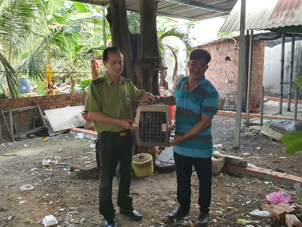 Ông Sang cho biết đã nuôi con khỉ được hơn ba năm nhưng muốn bàn giao để con vật có cuộc sống tốt hơn. Ảnh: NT Khỉ đực cổ có đeo xích sắt tấn công 4 người ở quận 12