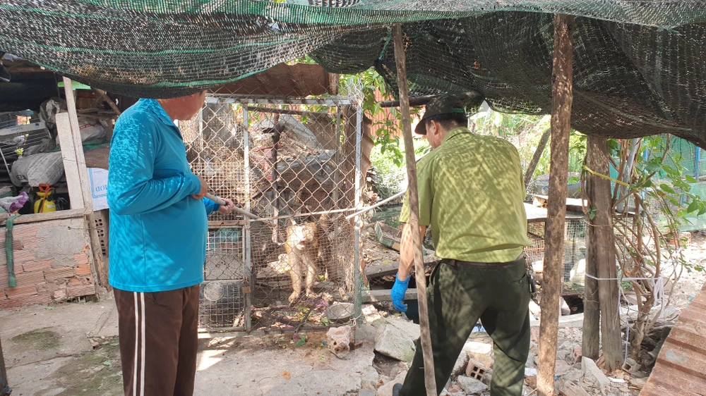 Trong ngày, cán bộ kiểm lâm cũng tiếp nhận một con khỉ đuôi lợn do người dân trên địa bàn quận 12 bàn giao. Ảnh: NT Khỉ đực cổ có đeo xích sắt tấn công 4 người ở quận 12